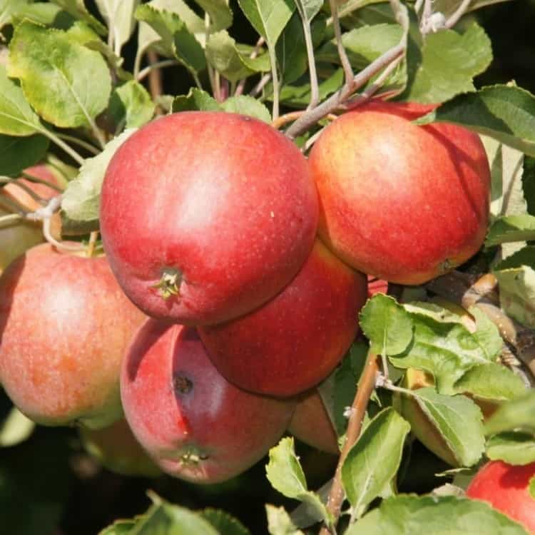 Все о яблоне боровинка: описание и фото сорта, особенности выращивания и другие нюансы