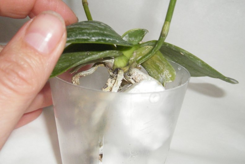 Как пересадить орхидею – способы в зависимости от вида. какие растения пересаживают в мох, какие в грунт