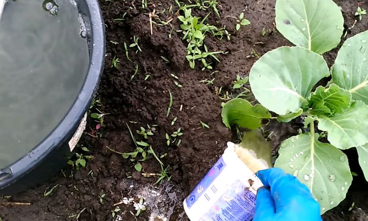 Древесная зола для капусты: применяем в качестве удобрения и защиты от вредителей