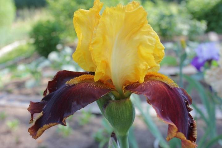 Ирисы - 102 фото самых популярных цветов для сада и огорода