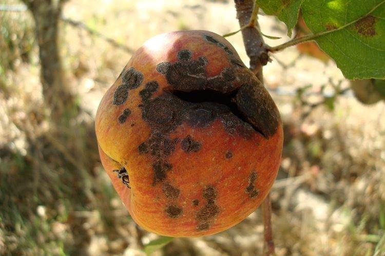 Черный рак на яблоне – лечение болезни