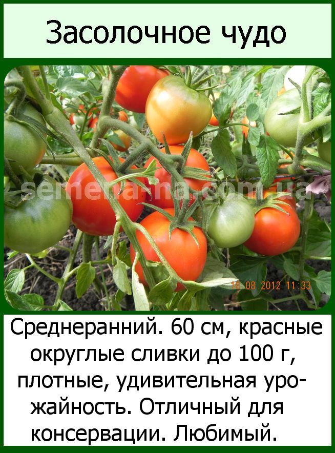 Сорт помидор засолочное чудо отзывы и фото