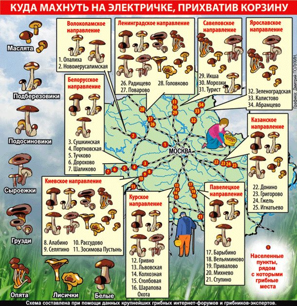 Слухи о запрете на сбор грибов и ягод в россии, появились в сети