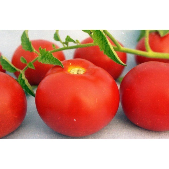 Что такое индетерминантные и детерминантные сорта томатов: отличия между ними, преимущества и недостатки