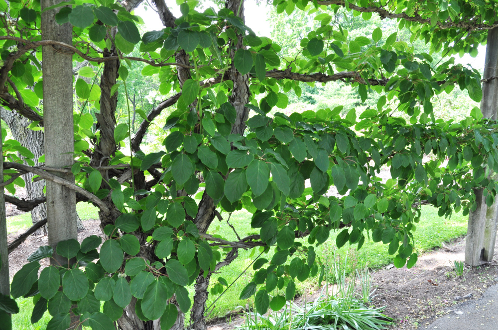 Киви или актинидия. выращивание и плодоношение дома. | floplants. о комнатных растениях