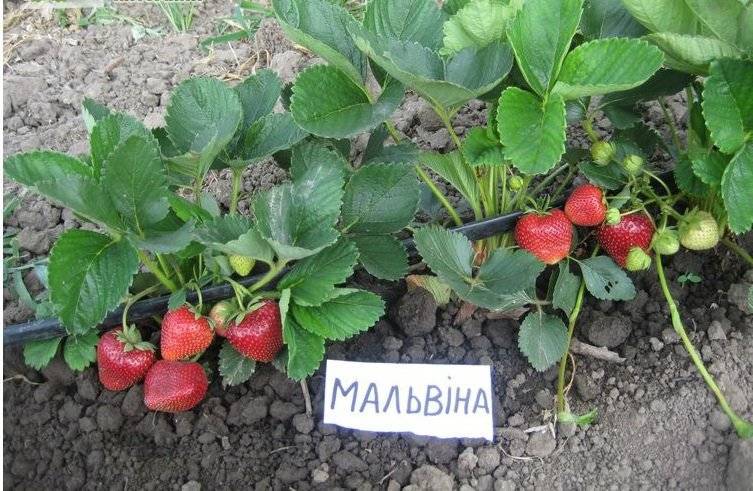 Сорта клубники - описание 40 лучших сортов клубники с фото и отзывами