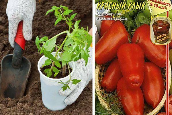 Томат "красным красно f1": описание сорта, выращивание, высота помидорного дерева, характеристика и фото русский фермер