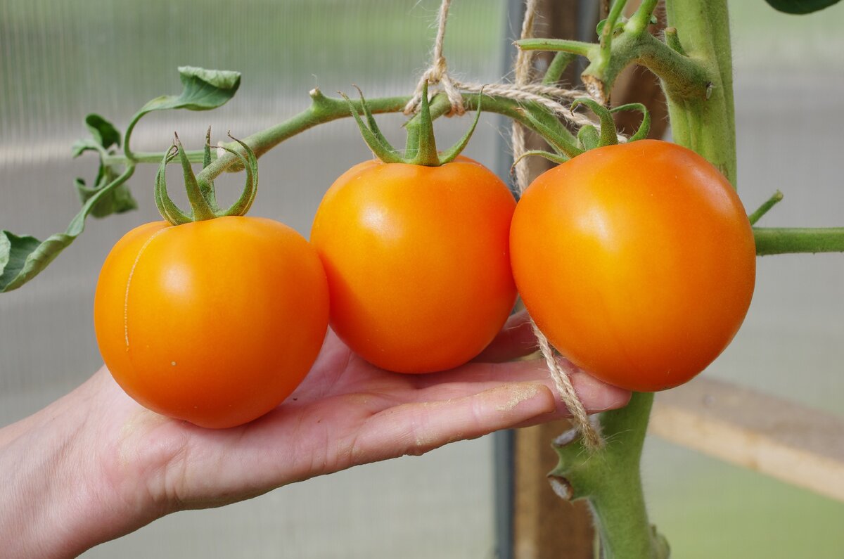 Как посадить и вырастить томат «жёлтый гигант»