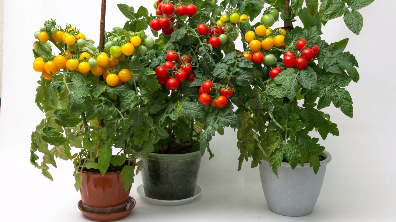 Выращивание помидоров на балконе: как правильно вырастить томаты черри