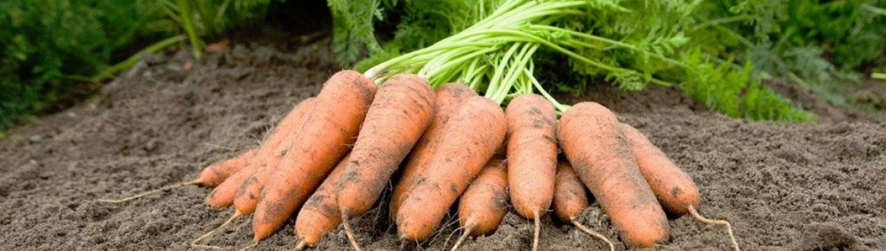 Сладкие сорта моркови с описанием: фото и видео