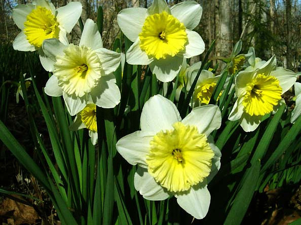 Нарцисс таити: описание и характеристики сорта, посадка, выращивание и уход