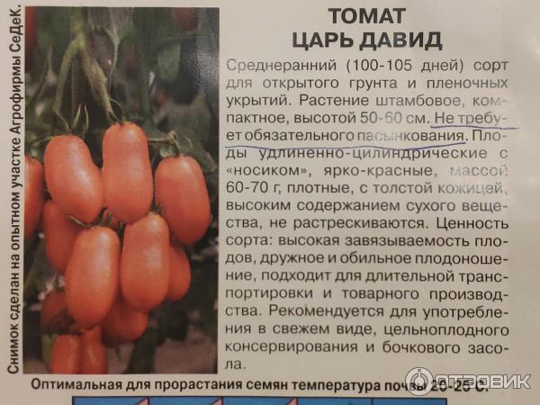 Томат жиголо: описание сорта, отзывы, фото, характеристика | tomatland.ru