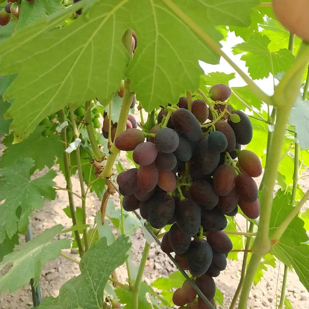 Виноград ромбик: описание сорта