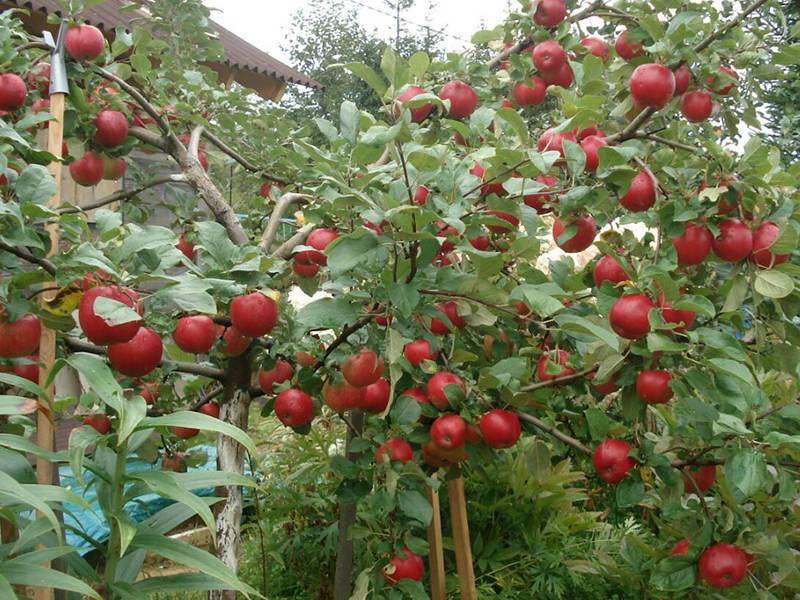 Сорта карликовых яблонь: описание, посадка и уход за ними