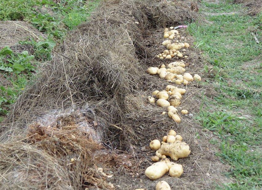 Способ выращивания картофеля под соломой, отзывы огородников + видео