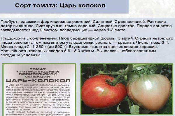 Характеристика и описание томата Успех, выращивание сорта из семян