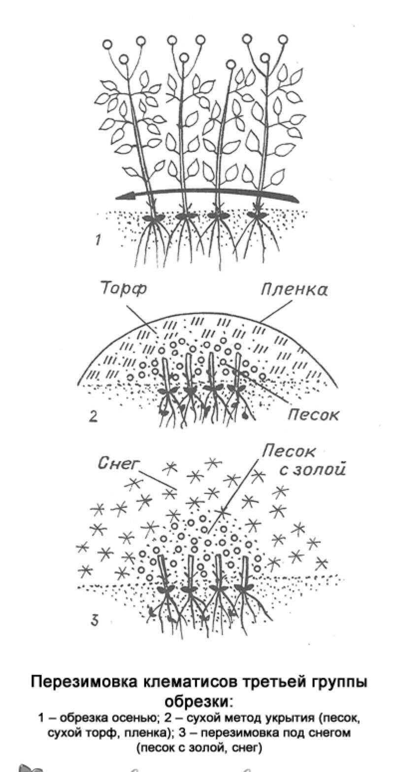 Клематис посадка и уход в открытом грунте размножение черенками группы клематиса сорта описание и фото