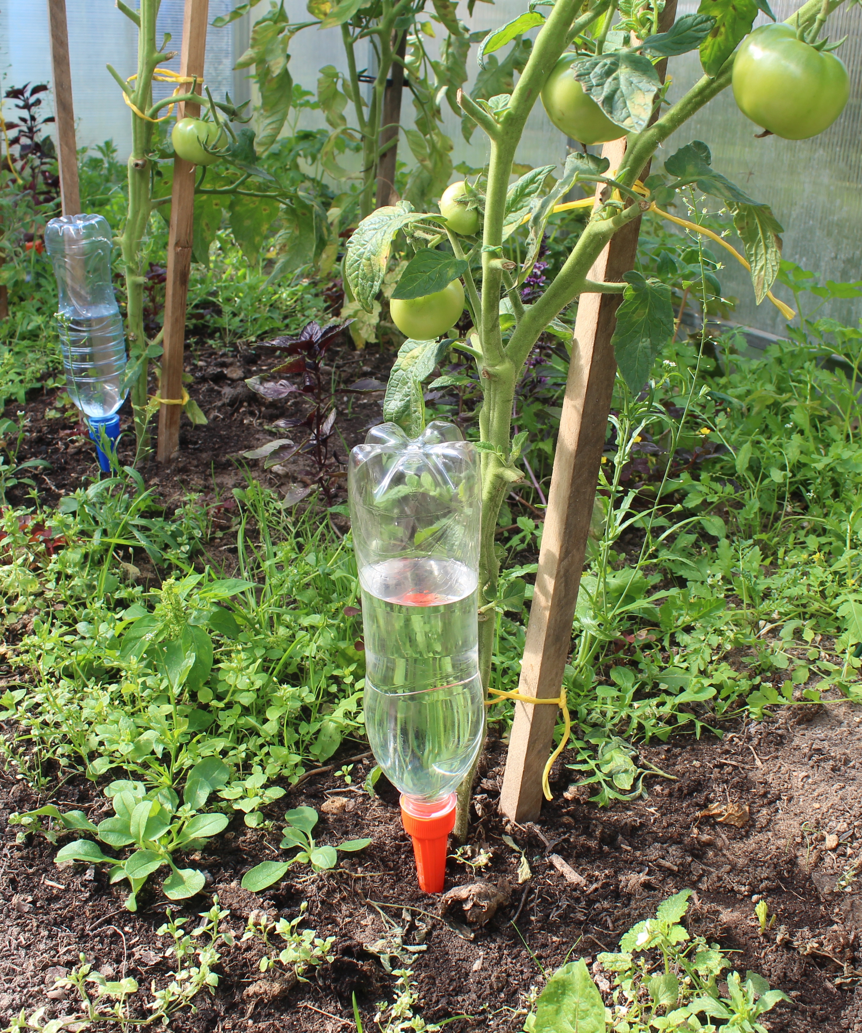 Капельный полив томатов бутылками и не только: как правильно устроить систему