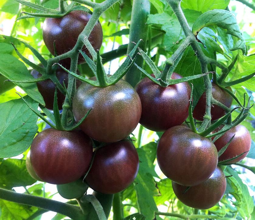 Выращиваем помидоров сорта «черный принц»