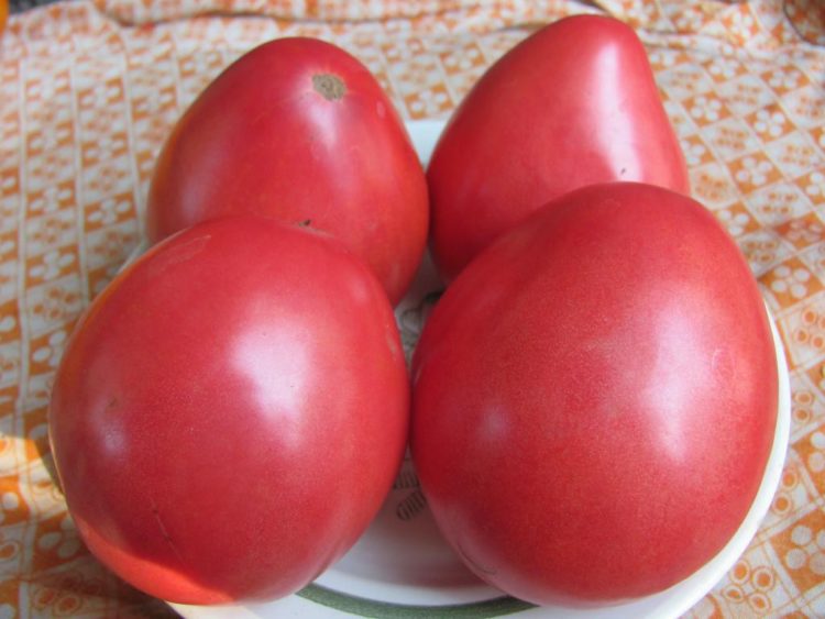 Описание лучших сортов томатов для открытого грунта в Нижегородской области
