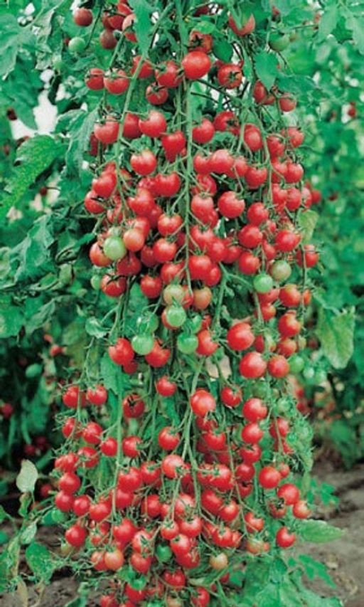 Сорта или гибриды, что лучше выбрать при посадке помидоров