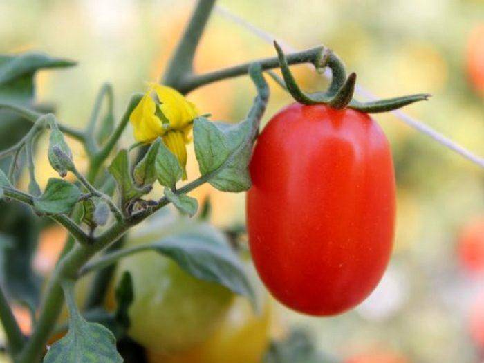 Характеристика и описание сорта томата идальго f1, его урожайность - всё про сады