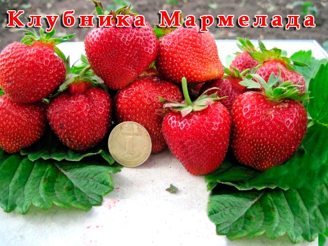 Клубника мальвина: описание сорта, фото, отзывы, посадка и уход