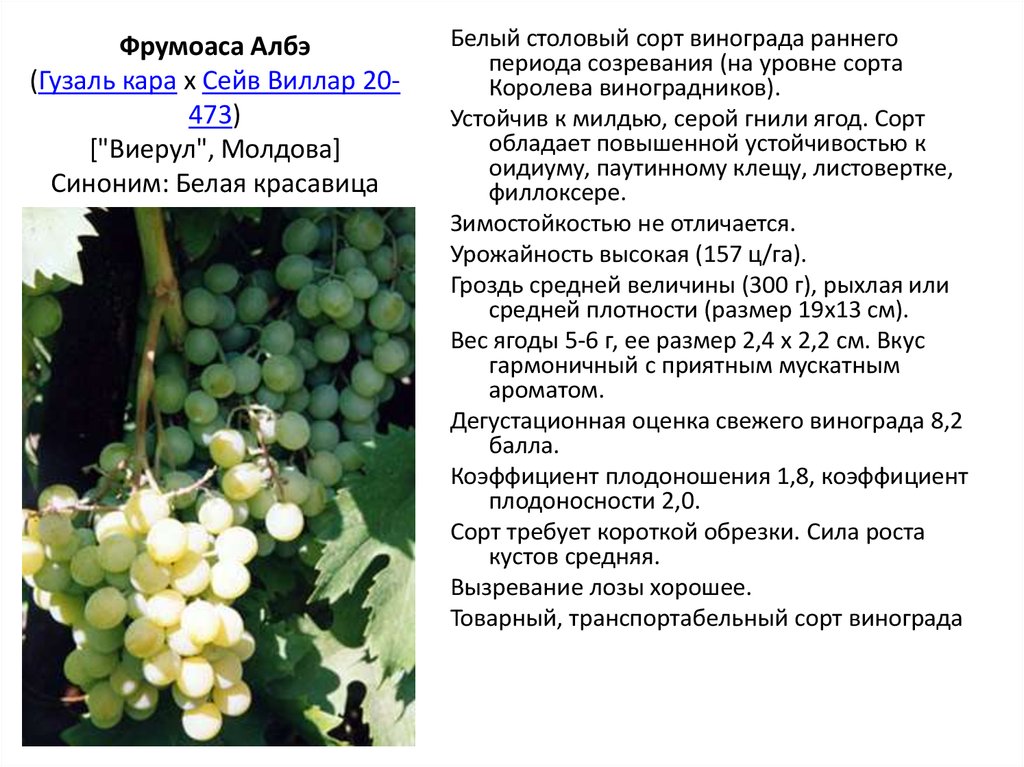 Виноград виктория: подробное описание и характеристики сорта, отзывы садоводов + правила посадки, ухода и обрезки