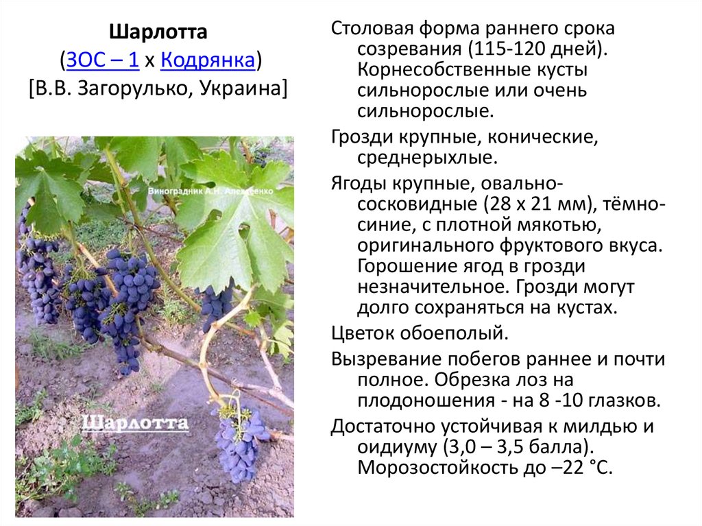 О винограде коринка русская: описание и характеристики сорта, посадка и уход