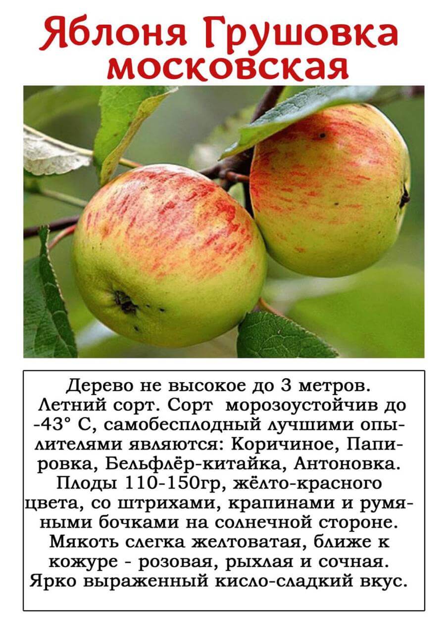 Яблоня аркадик: реальные отзывы, топ правила выращивания, фото