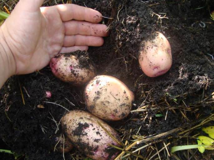 ✅ сорокодневка: описание сортов картофеля, характеристики, агротехника - tehnomir32.ru