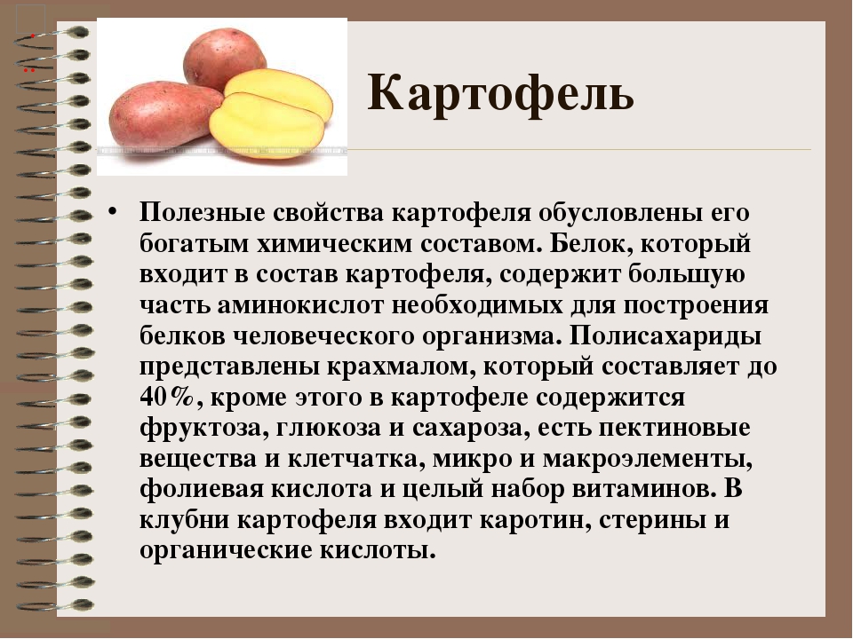 Полезные свойства картофеля для организма человека