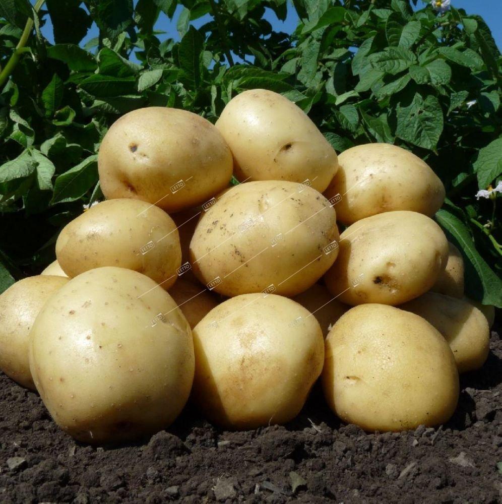 Сорт картофеля удача: описание, характеристики, фото, отзывы
