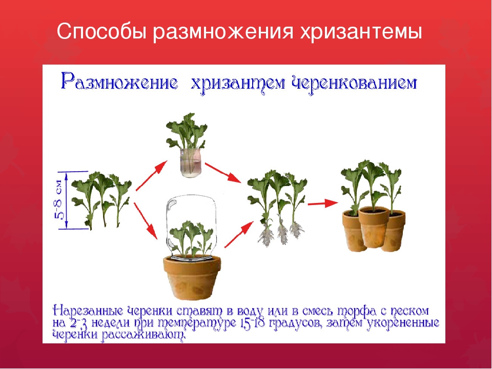 Как размножить хризантему? размножение и укоренение хризантемы в домашних условиях. как ее рассадить?