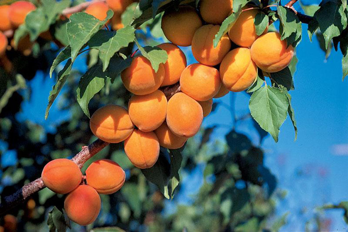 Посадка и уход за абрикосом в средней полосе – советы садоводам
