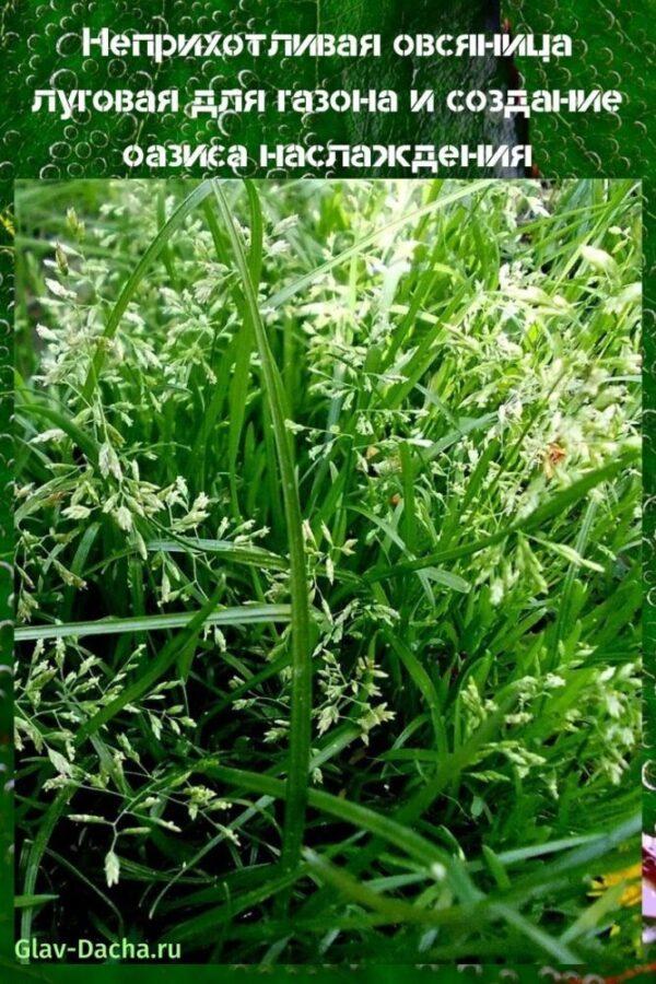Овсяница луговая для газона: описание растения, преимущества и недостатки, правила посадки травосмесей, особенности ухода