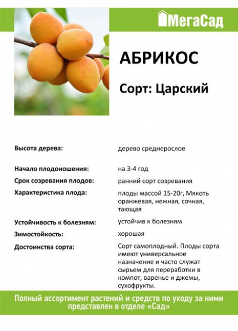 Абрикос царский: описание и характеристика сорта, особенности выращивания и ухода, фото