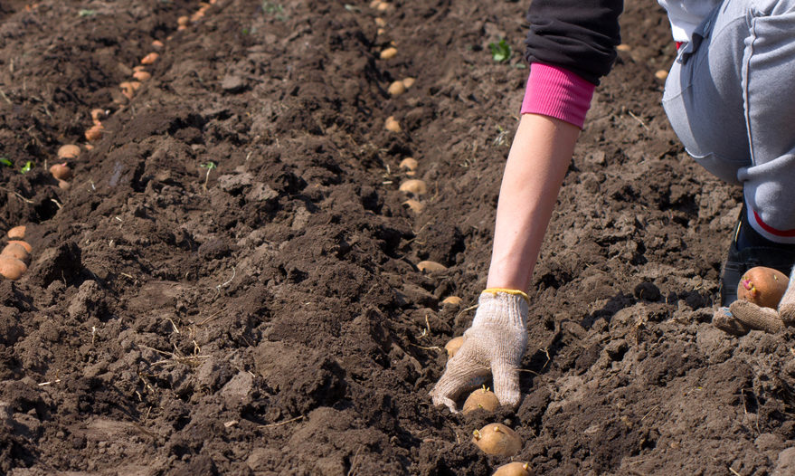 Поливаем картошку правильно чтобы был хороший урожай – полезные советы