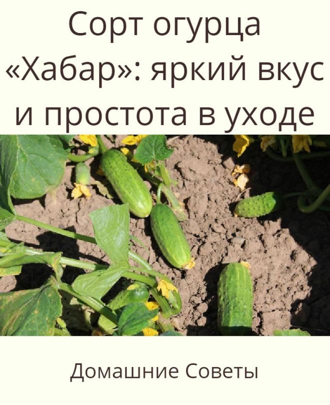 Огурец сигурд f1 - описание и правила выращивания сорта, фото, отзывы