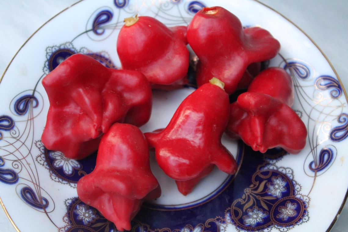 Перец желтый колокол - оригинальный сорт сладкого болгарского овоща