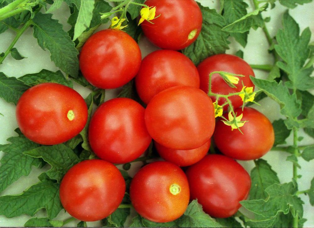 Сорта томатов для подмосковья — какие лучшие для теплиц и открытого грунта