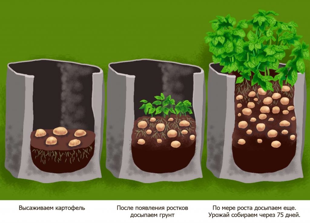 Посадка и выращивание картофеля в мешках: технология пошагово