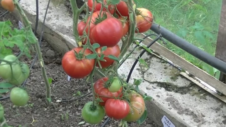 Выращивание томата чудо земли