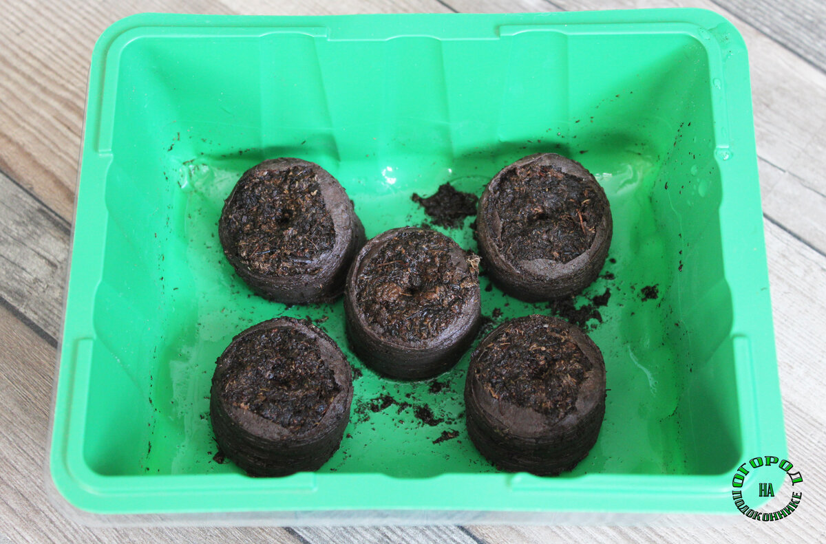 Выращивание рассады томатов, пошаговая инструкция