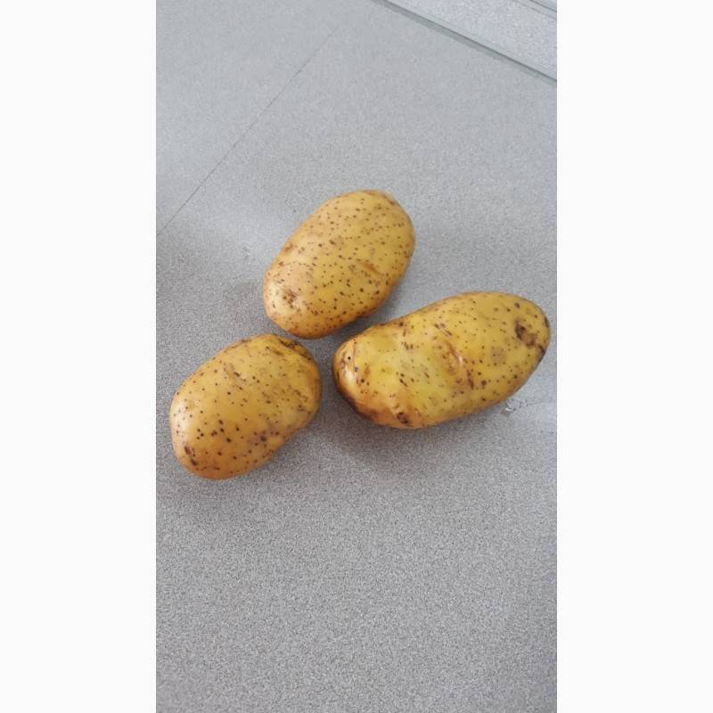 Сорт картофеля "ред леди": описание сорта и характеристика с фото