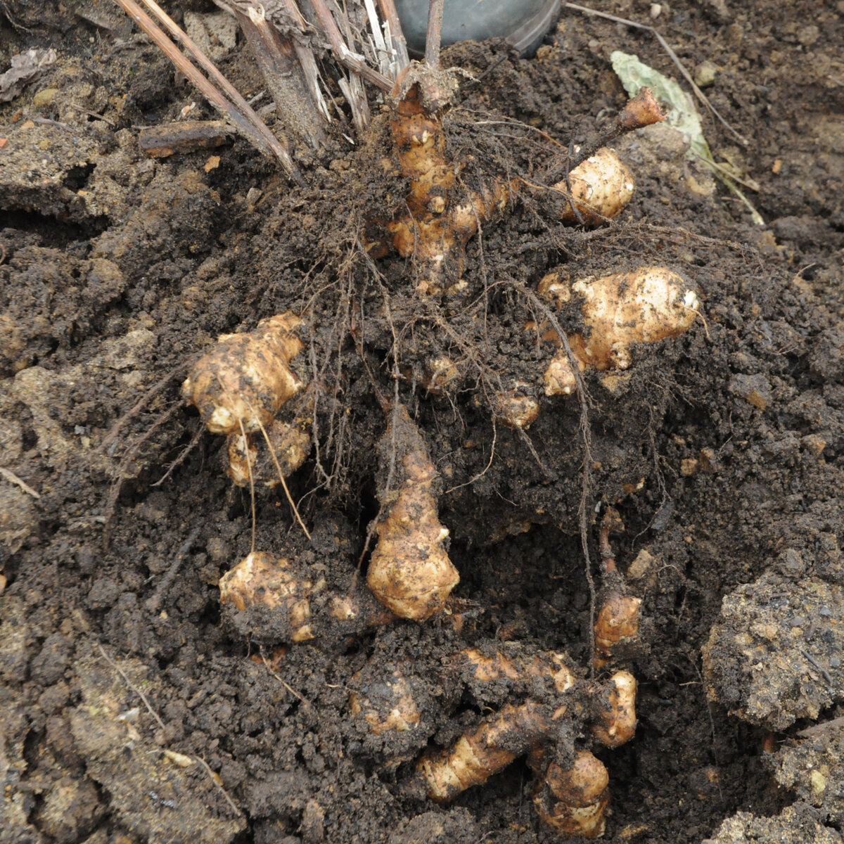 Топинамбур – полезные свойства, противопоказания, рецепты и применение – 4 сезона огородника