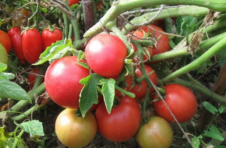 Розовые сорта томатов для теплиц и открытого грунта