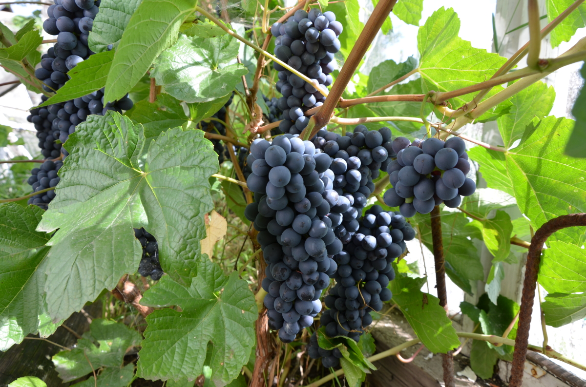 Амурский виноград «прорыв»: описание и правила ухода