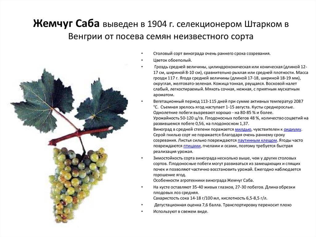 Виноград платовский – описание сорта, особенности ухода