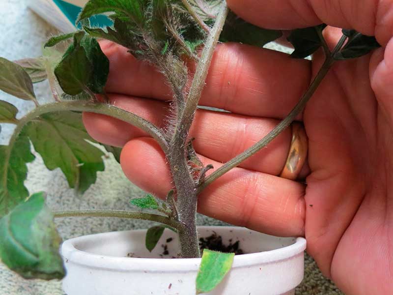 Черная ножка у рассады томатов − что делать в домашних условиях, меры борьбы, фото больных сеянцев